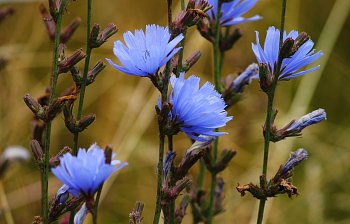 chicory