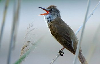 chirrup