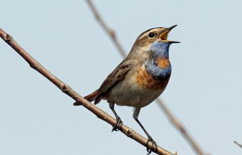 chirrup
