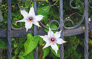 clematis
