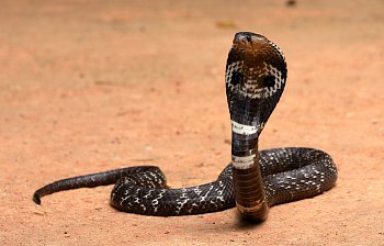 cobra