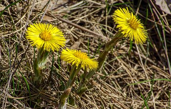 coltsfoot