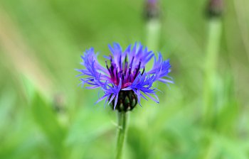 cornflower