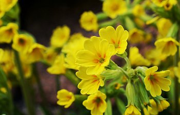 cowslip