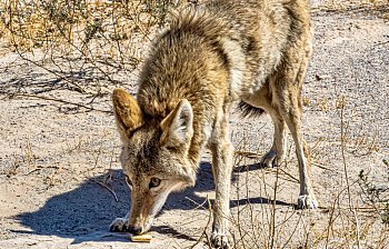 coyote