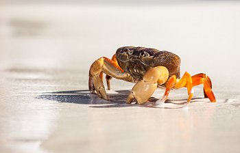crab