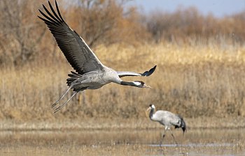 crane