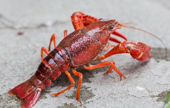 crawfish