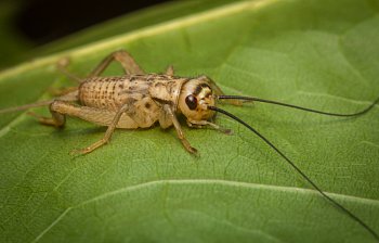 cricket
