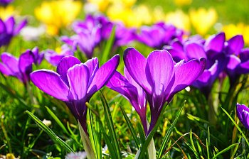 crocus
