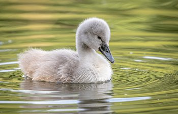 cygnet