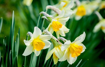 daffodil