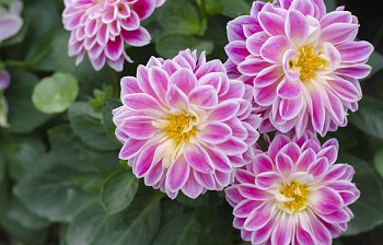 dahlia