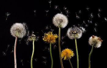 dandelion