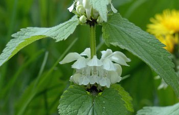 dead nettle