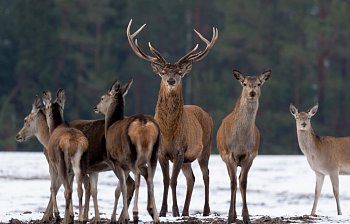 deer