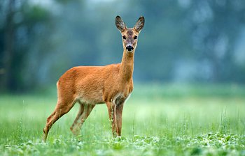 doe