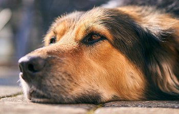 canine