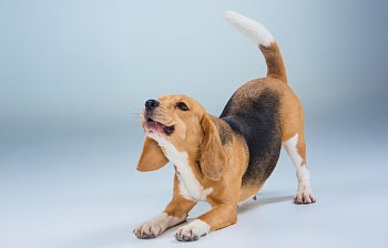 doggie