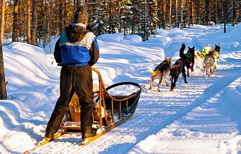 dogsled