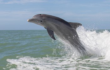dolphin