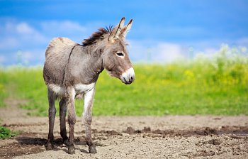 donkey