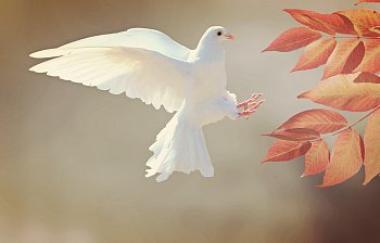 dove