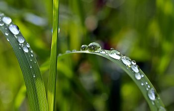 dew