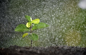 drizzle