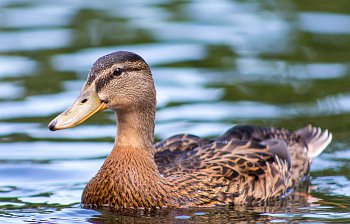 duck