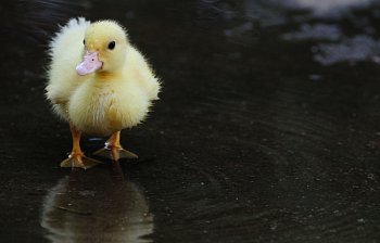 duckling
