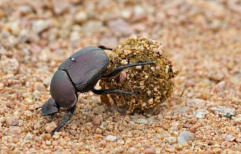 dung beetle