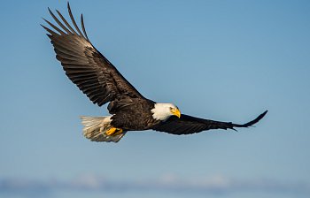 eagle