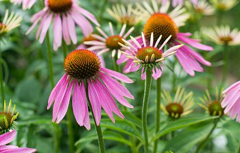echinacea