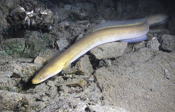 eel