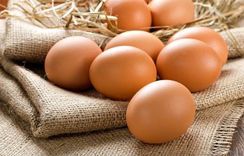 egg