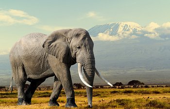 elephant