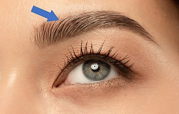 eyebrow