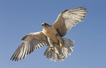 falcon