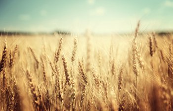 field