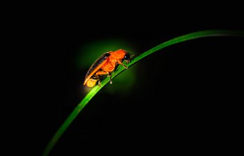 firefly