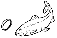 fish and ring