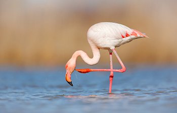 flamingo