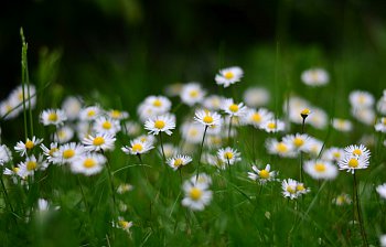 daisy