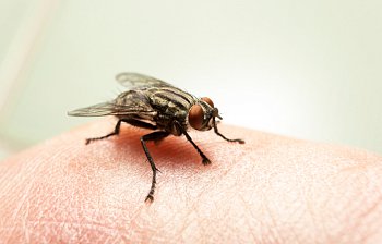 fly