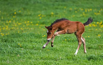 foal