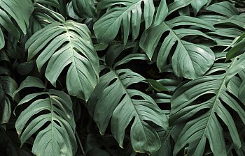foliage
