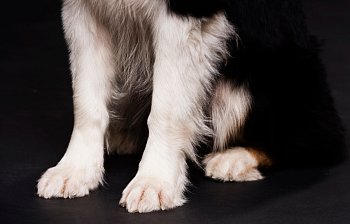 foreleg
