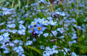 forget-me-not