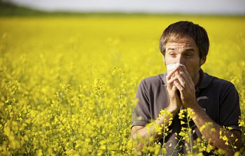 hay fever